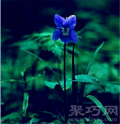 4月10日生日花野生紫萝兰