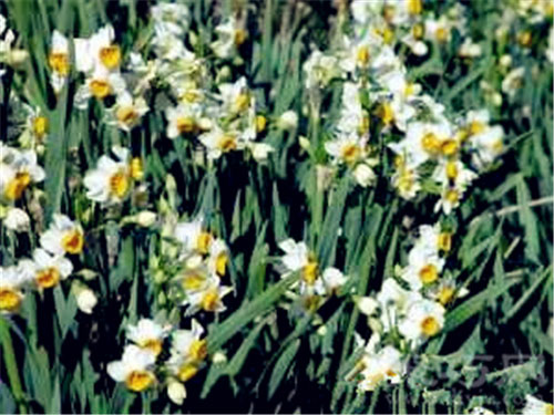 4月18日生日花 白色野生水仙白色野生水仙花语 聚巧网