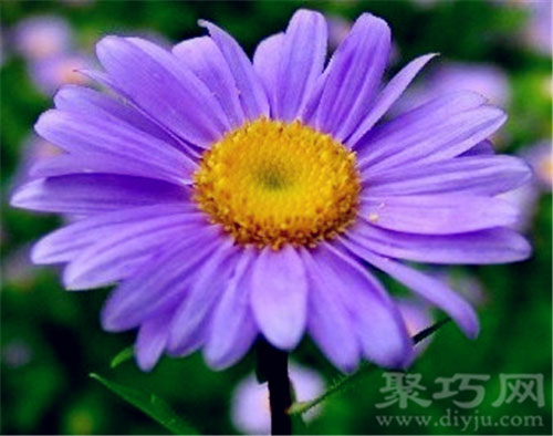 9月27日生日花：紫苑花 紫苑花花语