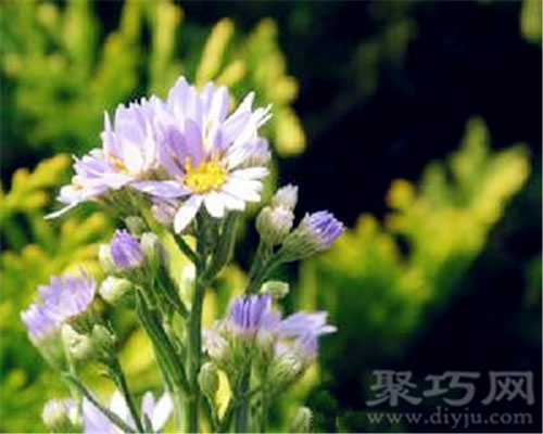 9月3日生日花：紫苑 紫苑花语