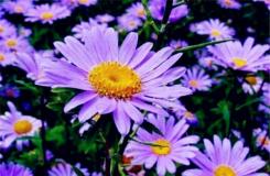 10月12日生日花：紫苑 紫苑花语