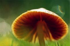 10月9日生日花：蘑菇 蘑菇花语