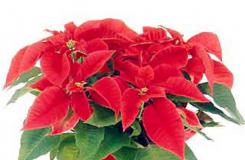 12月25日生日花：圣诞红 圣诞红花语