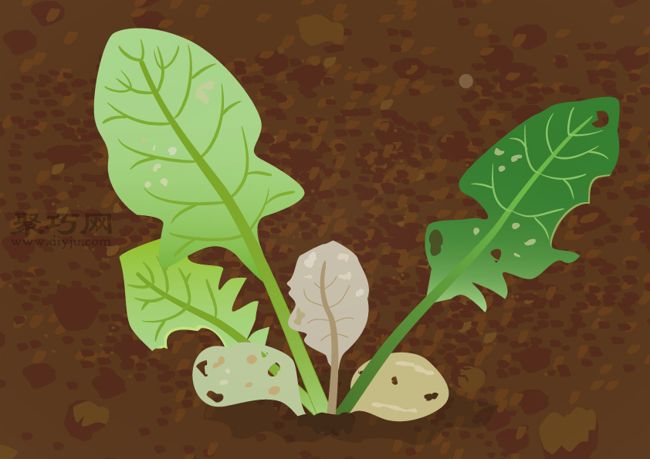 菠菜的盆栽种植技巧 如何防治菠菜常见病