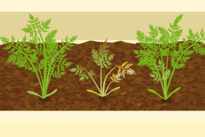 保护胡萝卜免于疾病的技巧 阳台蔬菜种植技术