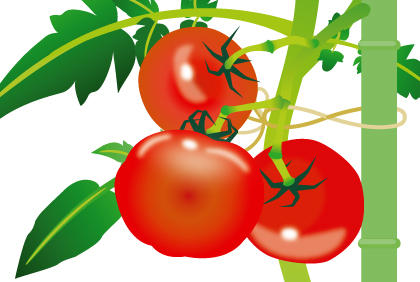 采摘西红柿时间及技巧 洋柿子番茄储存方法