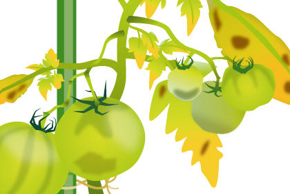 种植西红柿常见的三种疾病 预防西红柿病措施