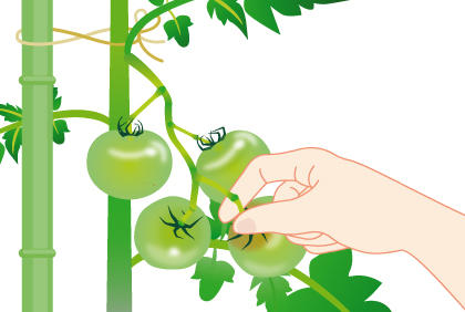 西红柿生长期的日常管理注意事项 种植番茄打理方法