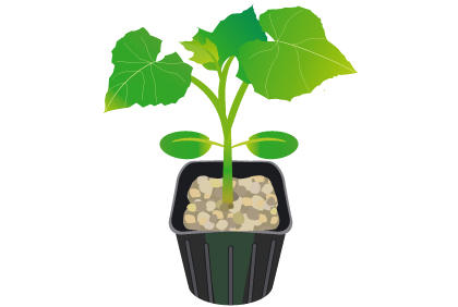 黄瓜种植日常管理方法 黄花怎样施肥浇水