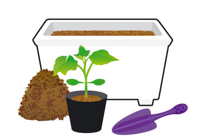 盆栽黄瓜育苗初期的注意事项 黄瓜苗种植方法