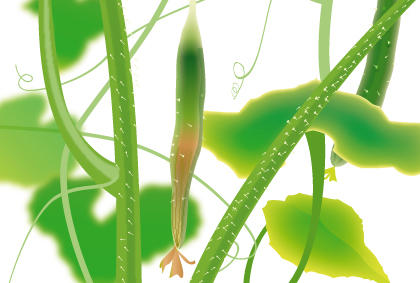 种植黄瓜常见五种疾病 预防黄瓜病虫害措施
