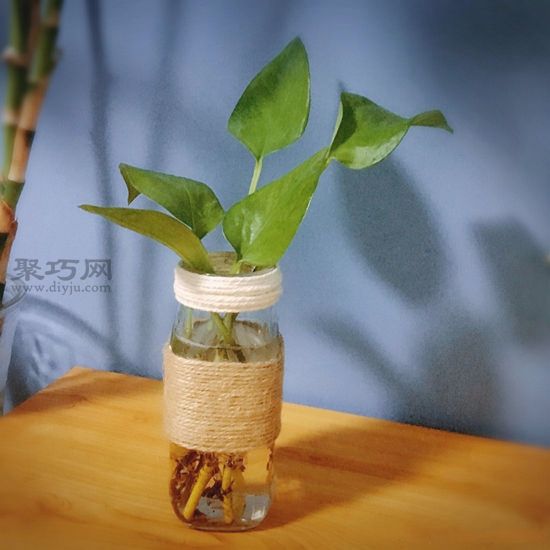 玻璃瓶废物利用改造成小清新绿植水培花瓶方法