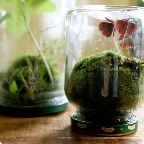 玻璃罐废物利用制作微景盆栽